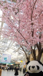 上野駅構内～桜とパンダ (2)