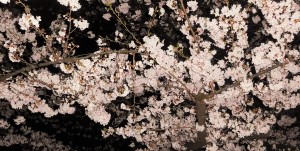 上野公園の桜～